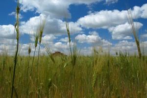 vista de campo