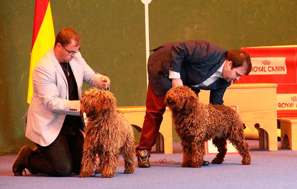 

COYANZA, PASARELA DEL PERRO DE AGUA ESPAÑOL

