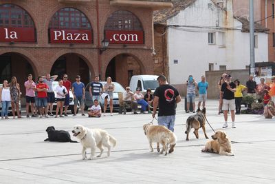 

Escuela de Adiestramiento Canino

