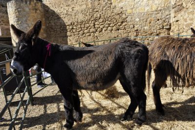 Burros-Zamorano-Leonoeses-Valencia-De-Don-Juan-Feria-De-Febrero00007