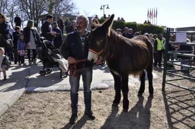 Burros-Zamorano-Leonoeses-Valencia-De-Don-Juan-Feria-De-Febrero00011