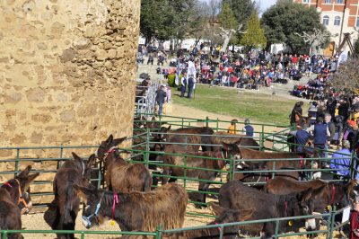 Burros-Zamorano-Leonoeses-Valencia-De-Don-Juan-Feria-De-Febrero00015