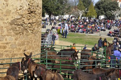 Burros-Zamorano-Leonoeses-Valencia-De-Don-Juan-Feria-De-Febrero00016