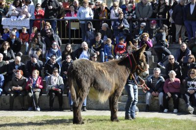 Burros-Zamorano-Leonoeses-Valencia-De-Don-Juan-Feria-De-Febrero00026