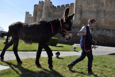 Burros-Zamorano-Leonoeses-Valencia-De-Don-Juan-Feria-De-Febrero00034