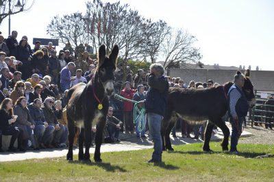 Burros-Zamorano-Leonoeses-Valencia-De-Don-Juan-Feria-De-Febrero00039