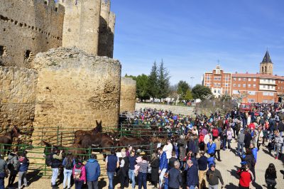 Burros-Zamorano-Leonoeses-Valencia-De-Don-Juan-Feria-De-Febrero00044