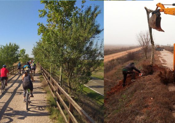 Vía-Verde-Valencia-De-Don-Juan-Árboles-Trasplantados-3