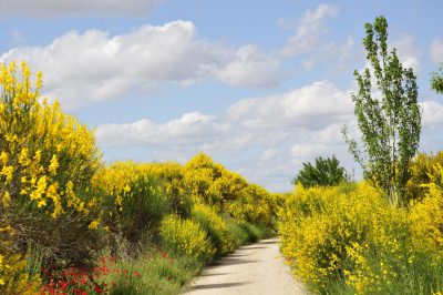 Valencia-De-Don-Juan-Vía-Verde-Primavera-6