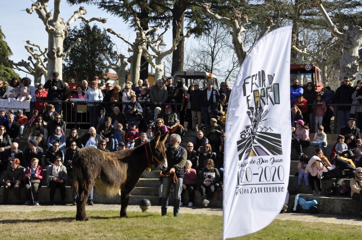 Burros-Zamorano-Leonoeses-Valencia-De-Don-Juan-Feria-De-Febrero00027