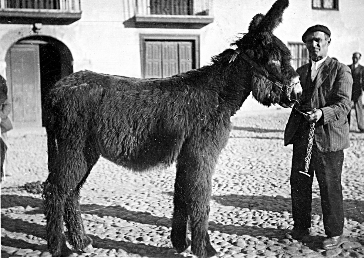 Feria-febrero-Valencia-de-Don-Juan-1942-1-HQ