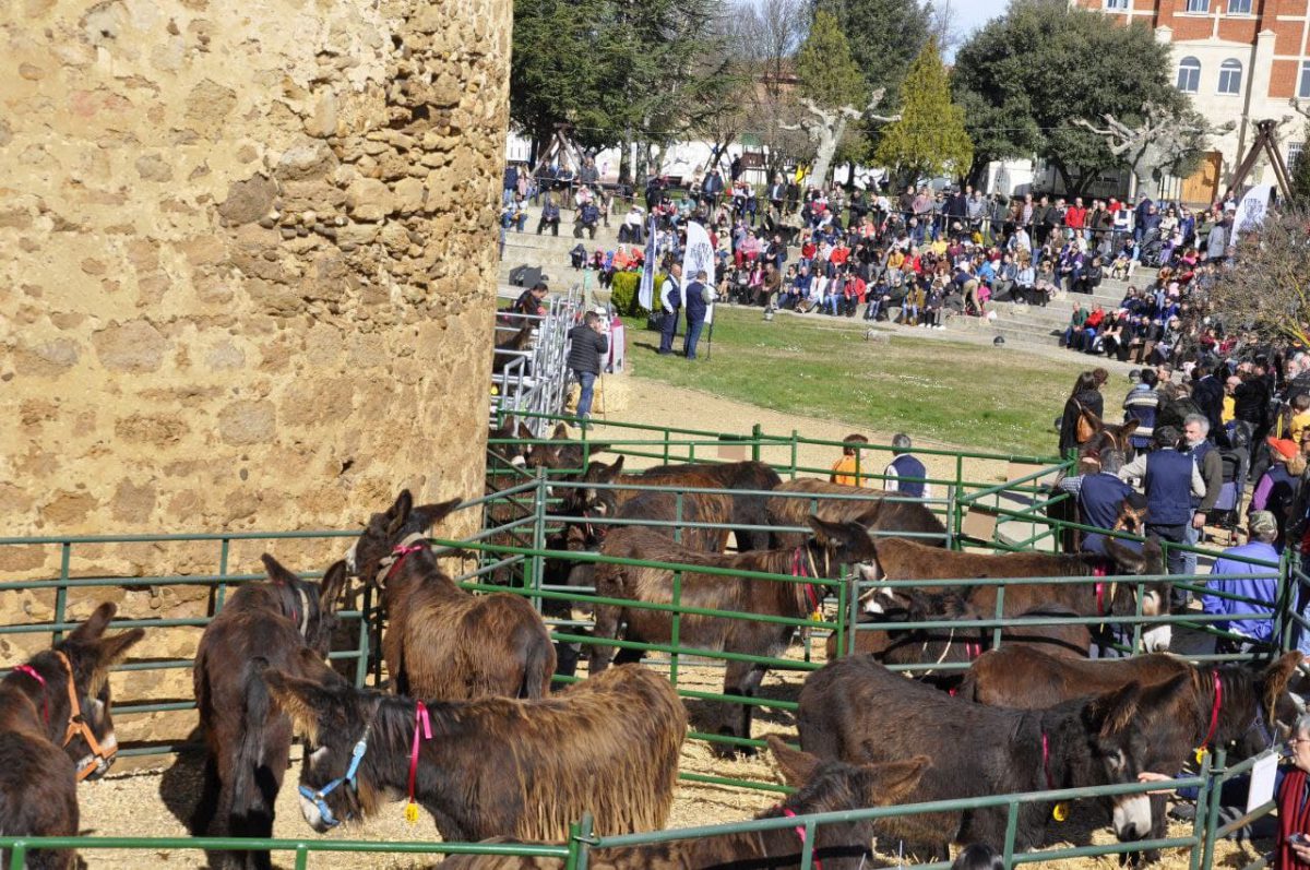 Valencia-De-Don-Juan-Concurso-Exposición-Burros-Raza-Zamorano-Leonesa-2020