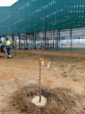 Valencia-De-Don-Juan-Día-Mundial-Árbol-CEIP-Bernardino-Pérez-5