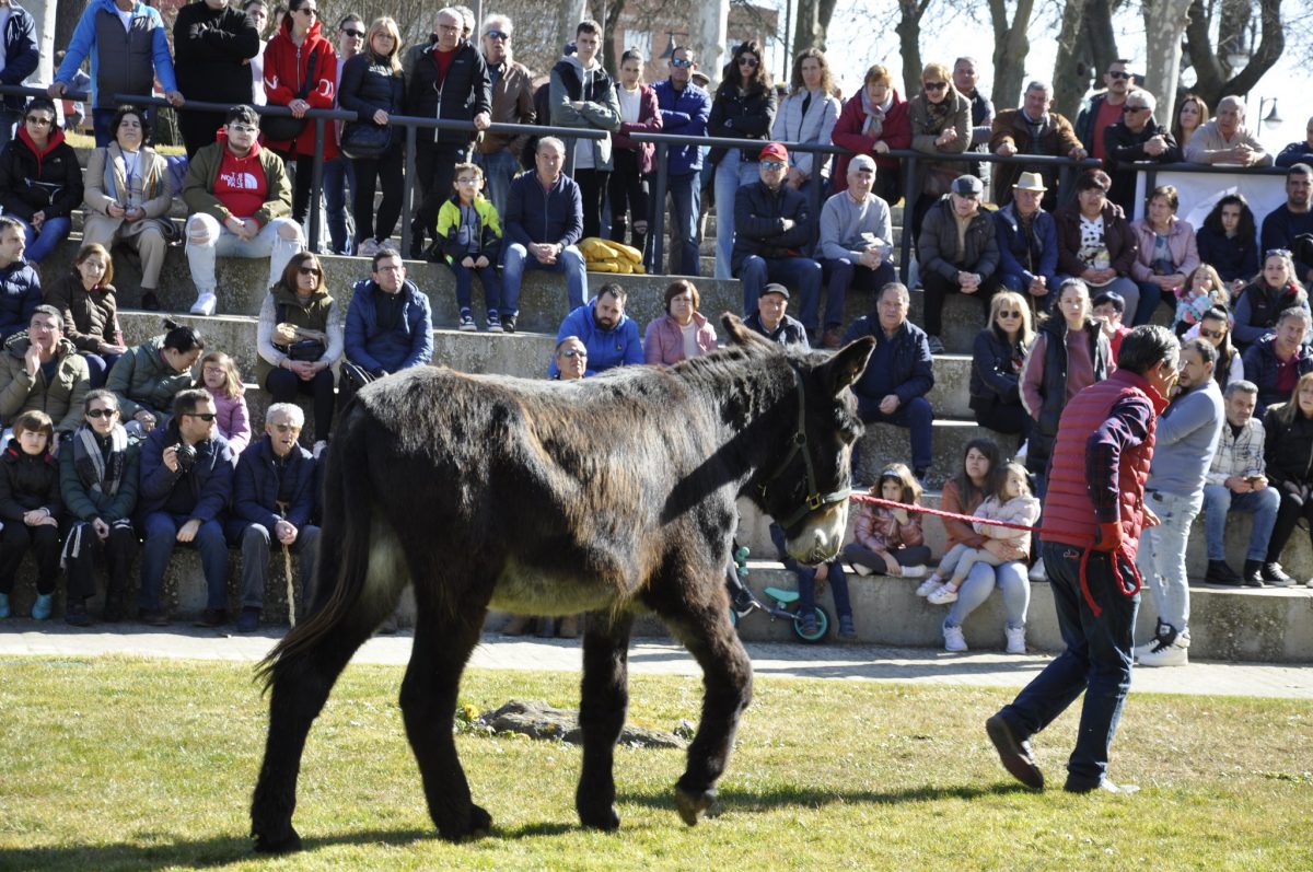 Valencia-De-Don-Juan-Feria-De-Febrero-102-Edición-20230218-Burros-Zamorano-Leoneses_7