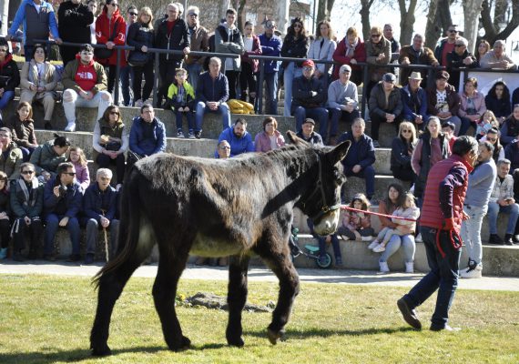 Valencia-De-Don-Juan-Feria-De-Febrero-102-Edición-20230218-Burros-Zamorano-Leoneses_7